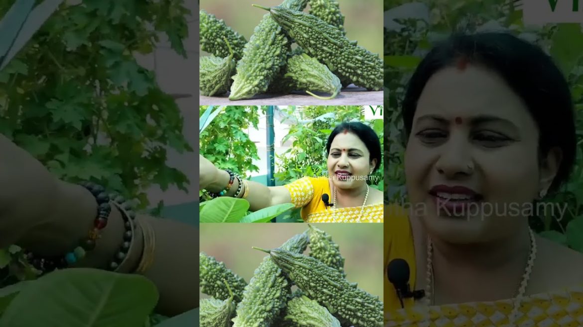 மொட்டை மாடி தோட்டத்தில் பாகற்காய் பழுத்தால் என்ன செய்யலாம்? | Anitha Kuppusamy Terrace Garden Tips மொட்டை மாடி தோட்டத்தில் பாகற்காய் பழுத்தால் என்ன செய்யலாம்? | Anitha Kuppusamy Terrace Garden Tips