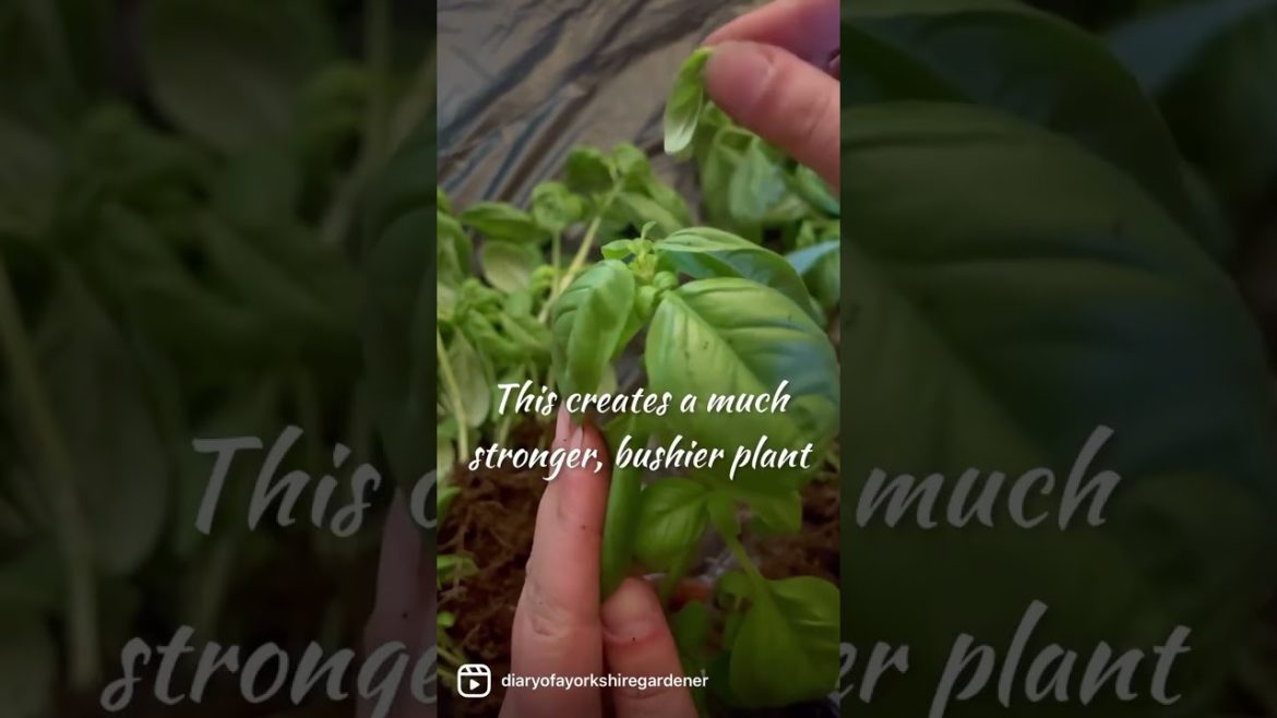 How to keep your cheap supermarket herbs alive! | Basil growing tips | Diary of a Yorkshire Gardener How to keep your cheap supermarket herbs alive! | Basil growing tips | Diary of a Yorkshire Gardener