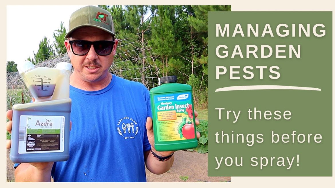 Spraying Isn't the Only Option! | Backyard Garden Bugs Spraying Isn't the Only Option! | Backyard Garden Bugs