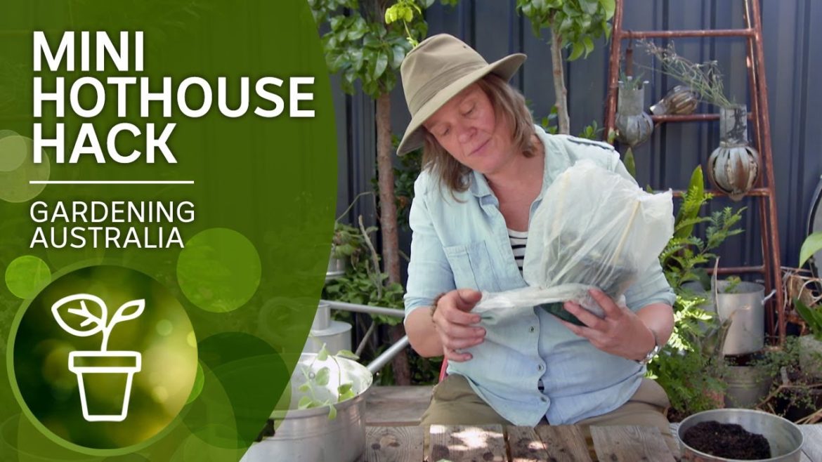 Cheap and easy hothouse | DIY garden projects | Gardening Australia