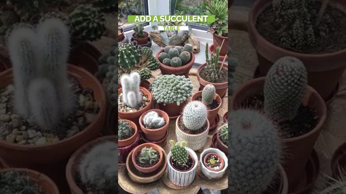 Best DIY Indoor Garden Decoration Ideas #garden