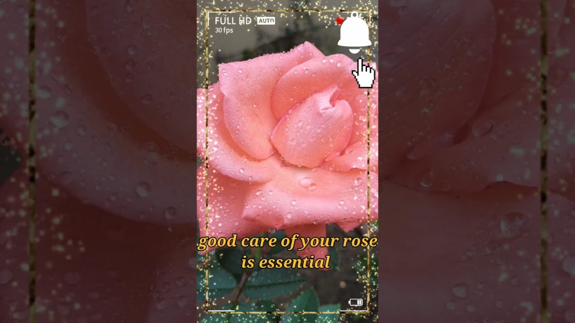 pearl droplets with tips of garden rose and so well care#shorts#garden care#garden rose