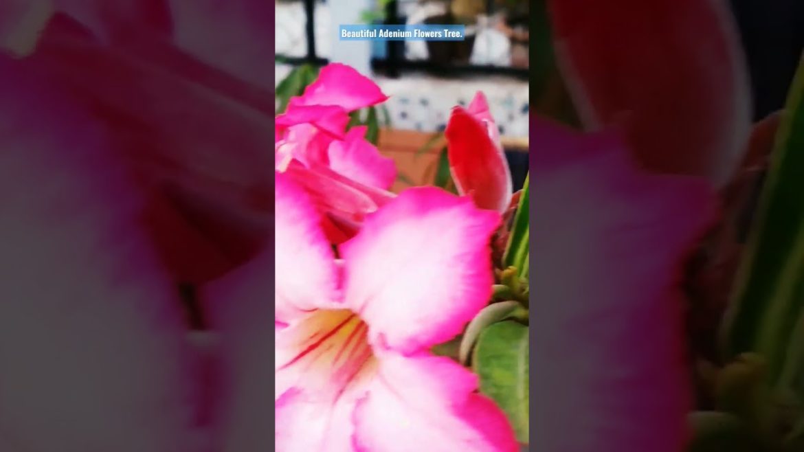 Adenium Flowers Tree on Rooftop Garden Design and Ideas for all. #shorts Adenium Flowers Tree on Rooftop Garden Design and Ideas for all. #shorts