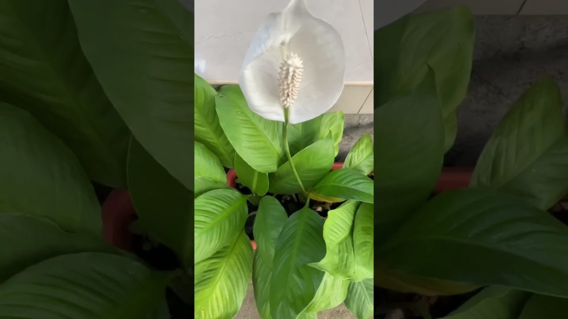 Nature life #shortfeed #shortvideo #shortfeed2022 #nature #naturelover #trees #shortvideo Nature life #shortfeed #shortvideo #shortfeed2022 #nature #naturelover #trees #shortvideo