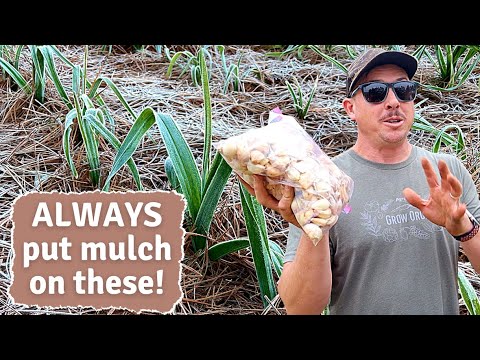 AlWAYS ADD MULCH to This Backyard Garden Plant! AlWAYS ADD MULCH to This Backyard Garden Plant!