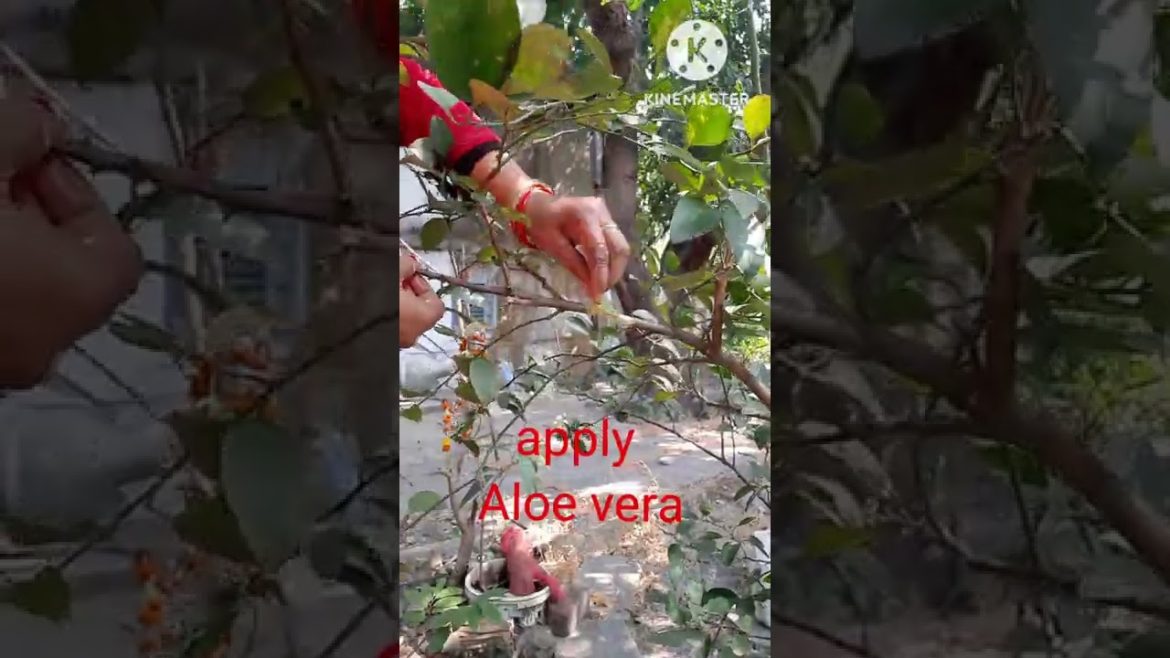 Easy & Simple  method of  Airlayering of lemon tree #shorts #garden #plants #planting #tips
