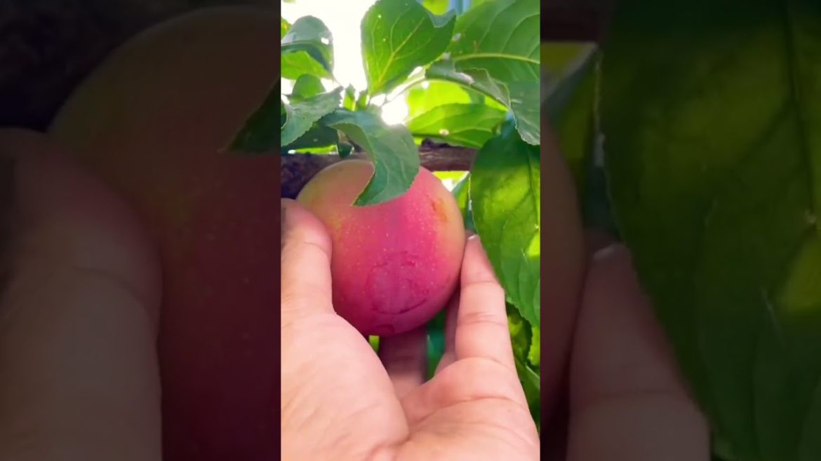 PICKING SUMOMO/JAPANESE PLUM