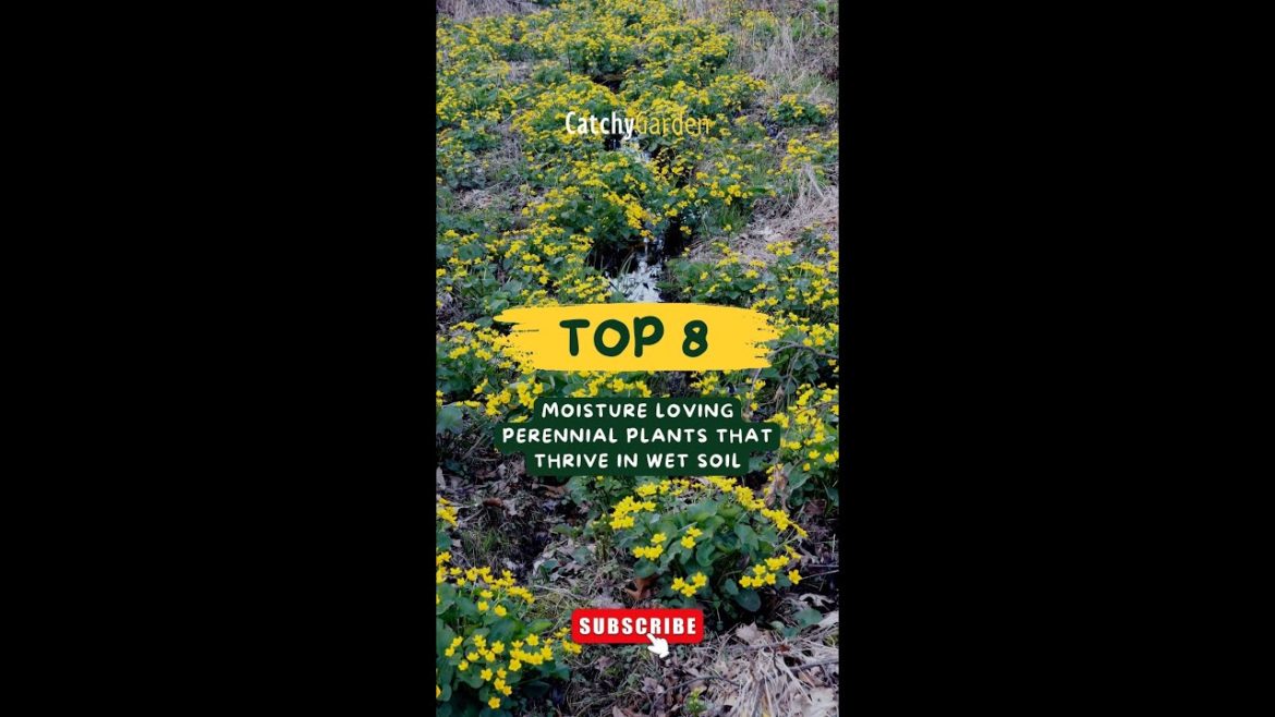 Top 8 Moisture Loving Perennial Plants That Thrive In Wet Soil π·π // #short #shorts Top 8 Moisture Loving Perennial Plants That Thrive In Wet Soil π·π // #short #shorts