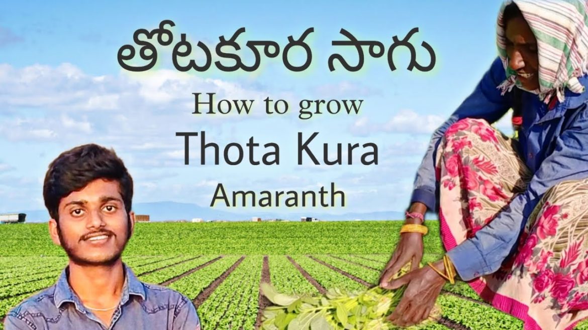 cultivation of Amaranth in telugu || 25 రోజుల పంట తోటకూర || Thotakura || benifits cultivation of Amaranth in telugu || 25 రోజుల పంట తోటకూర || Thotakura || benifits