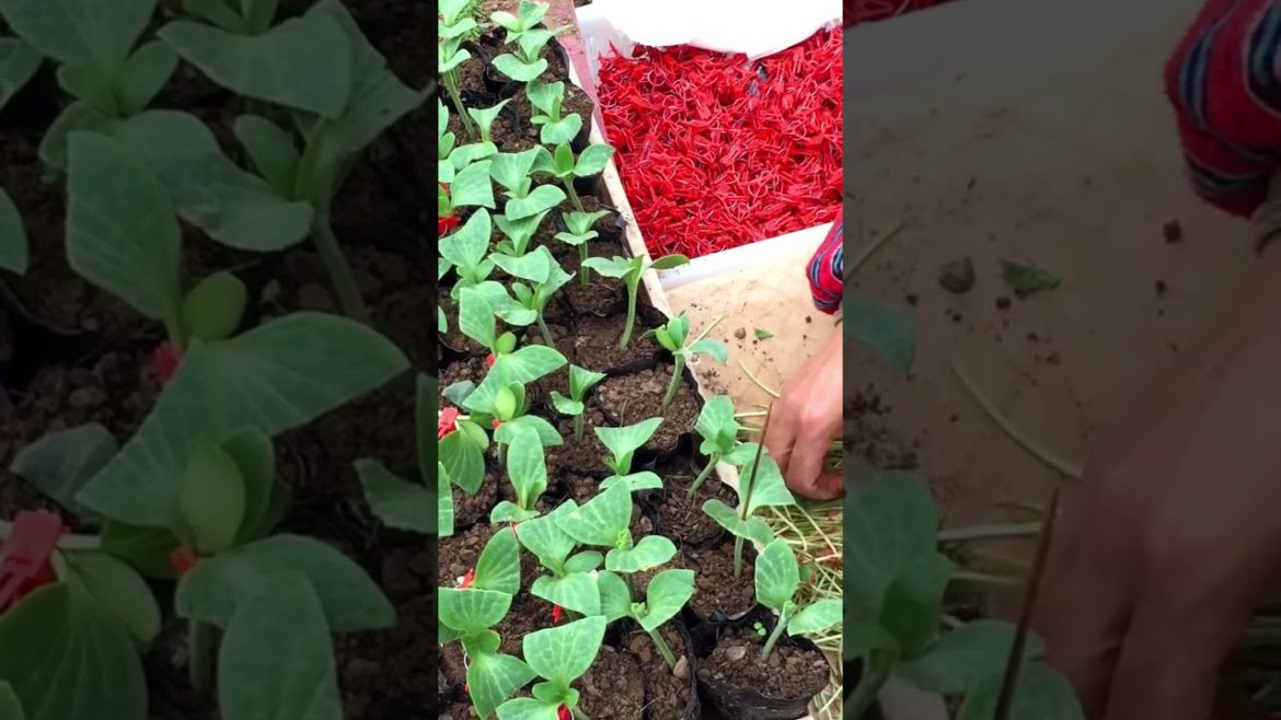 Watermelon grafting technical #gardening