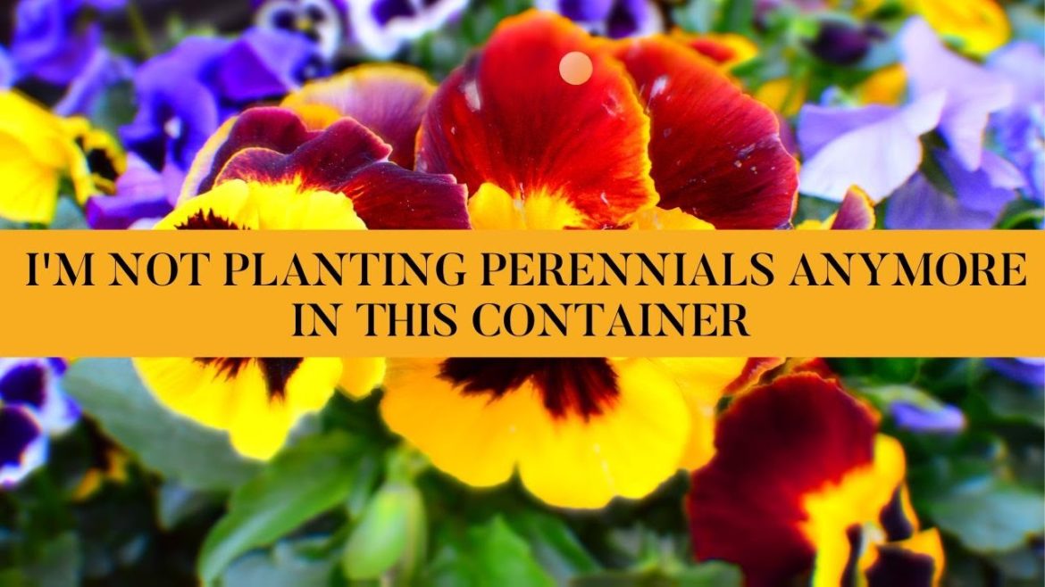 I am not planting perennials anymore in this container - Here's why