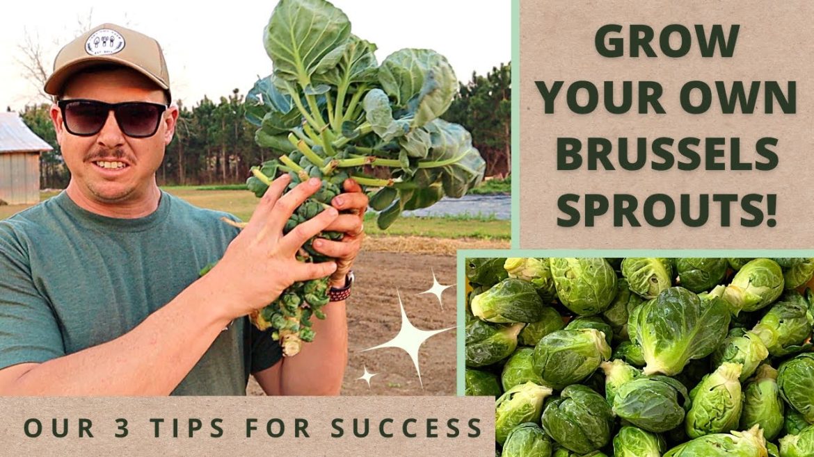 How to Grow Brussels Sprouts in the Backyard Garden How to Grow Brussels Sprouts in the Backyard Garden