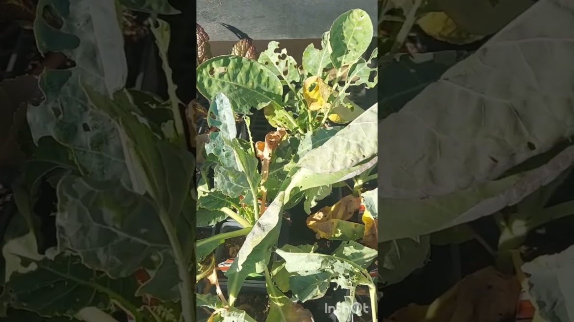 How to revive dying veggie plants? #gardeningtips #plantlife