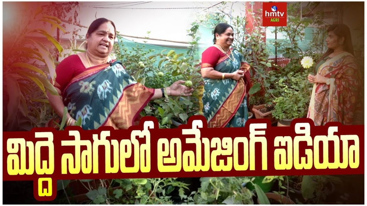 మిద్దె సాగులో అమేజింగ్‌ ఐడియా | Terrace Garden cultivation using grow bags | hmtv Agri