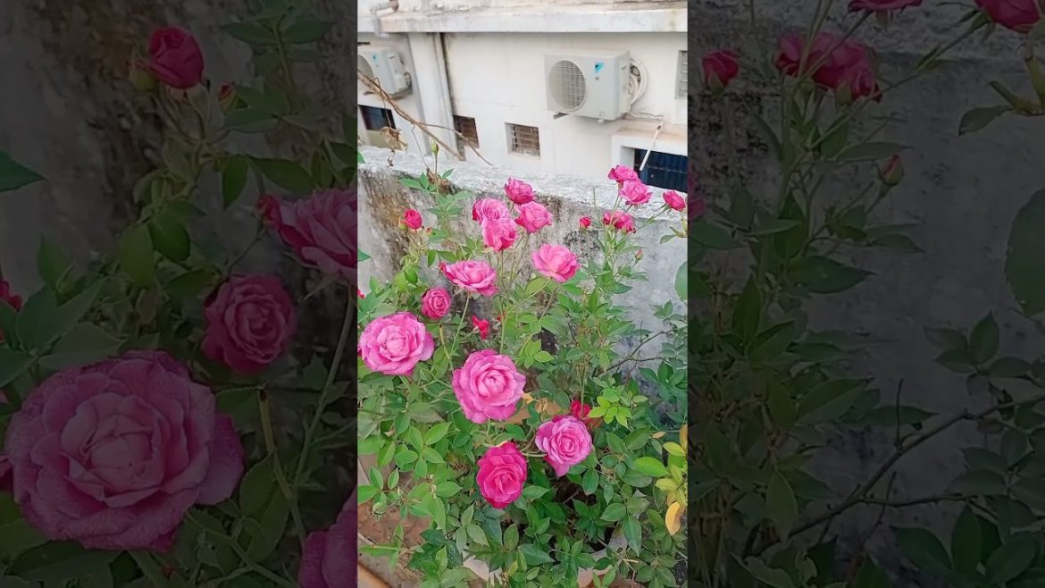 #Shorts#RosePlant#HomeGardeningideas#TerraceGarden#PinkRose🌹🌹🌹DesipinkRose #Shorts#RosePlant#HomeGardeningideas#TerraceGarden#PinkRose🌹🌹🌹DesipinkRose