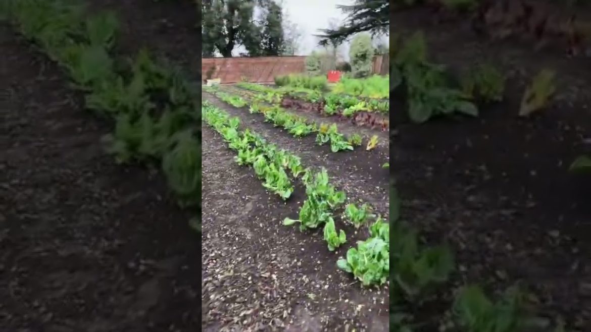 Walled kitchen garden still producing in November. #shorts, #garden, #vegetables,