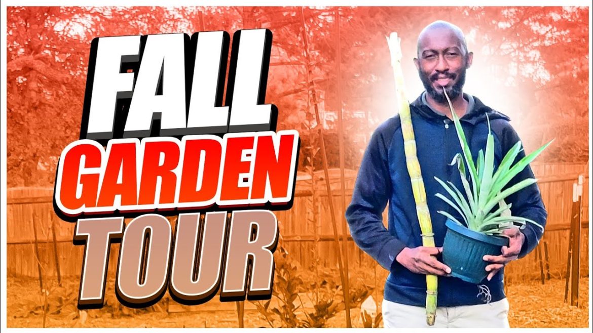 What Vegetable Plants grow in Late Fall? (Fall Backyard Garden Tour) What Vegetable Plants grow in Late Fall? (Fall Backyard Garden Tour)