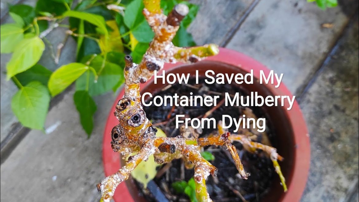 How I Saved My Container-Grown Mulberry From Dying Plus My Food Forest & Container Garden Updates How I Saved My Container-Grown Mulberry From Dying Plus My Food Forest & Container Garden Updates
