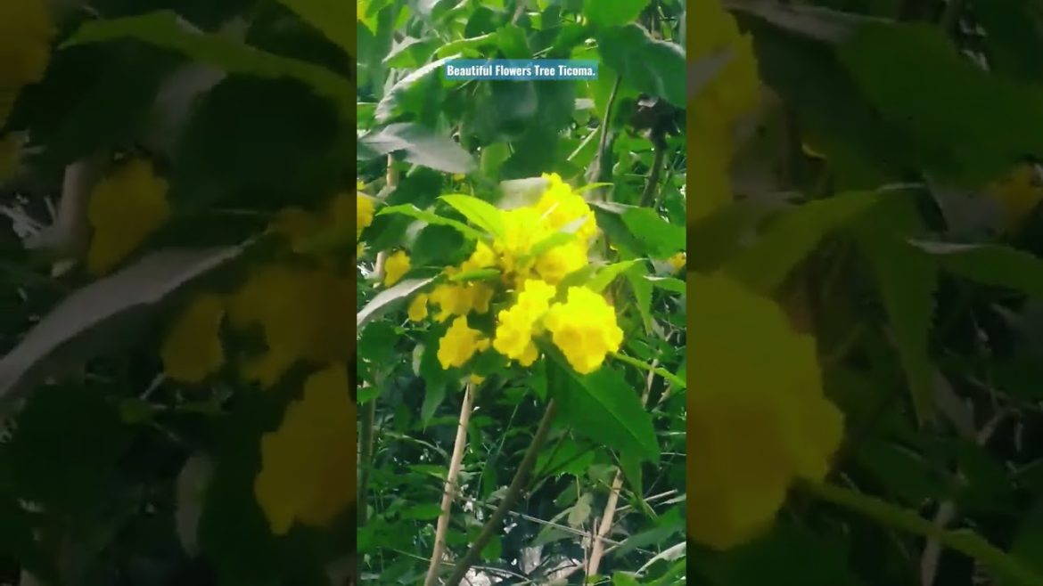 Ticoma Flowers Garden Design is unparallel for all. #shorts Ticoma Flowers Garden Design is unparallel for all. #shorts