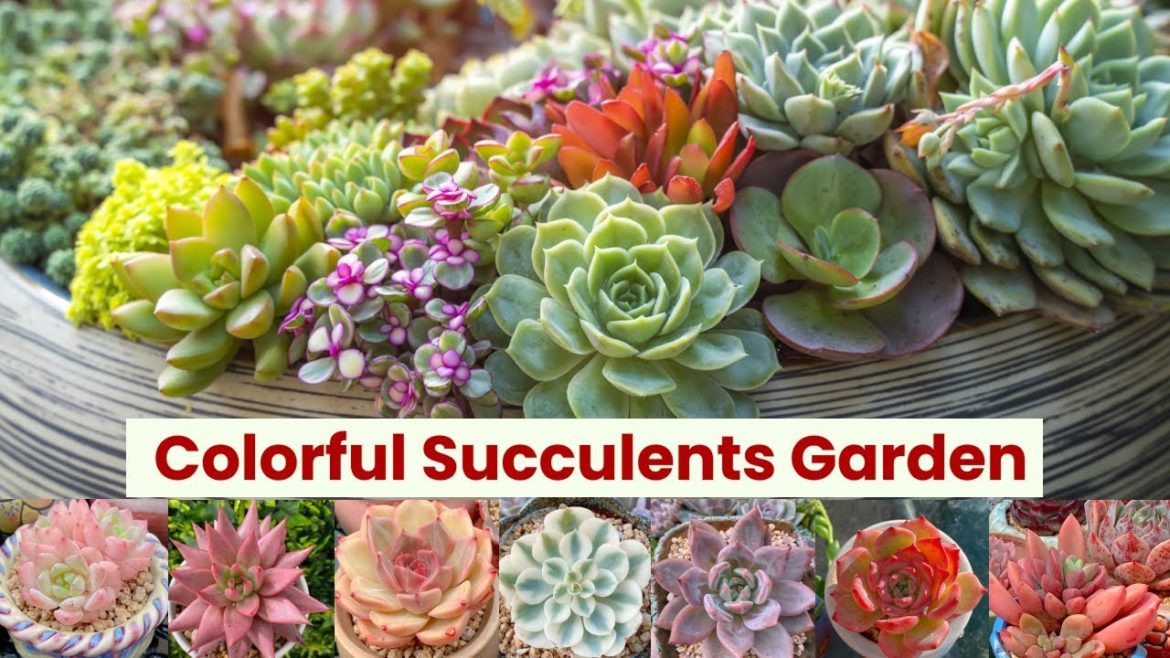 Beautiful Flowering Succulents For Indoor Gardens | Easy Succulent Container Gardens