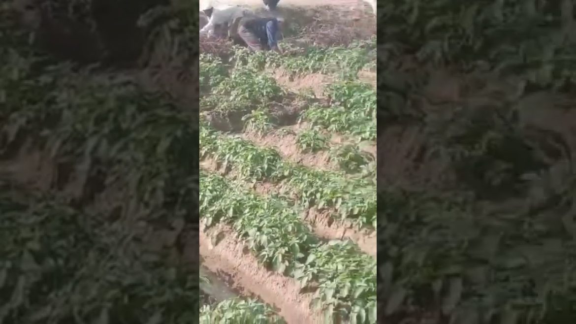 Farmer Hard Working #shorts #agriculture