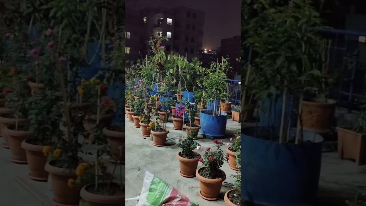 flower gardening ideas #shorts #grownow #viral #viralvideo #youtubeshorts #shortsvideo #garden