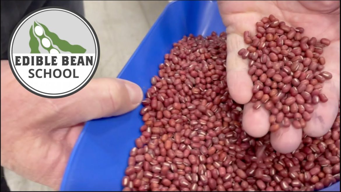 Edible Bean School: Finding a fit for adzuki beans Edible Bean School: Finding a fit for adzuki beans