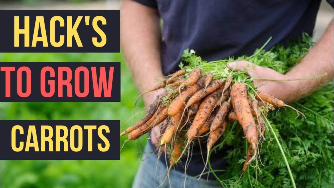 Growing Carrots at Home in Containers or Raised Beds Seed to Harvest Growing Carrots at Home in Containers or Raised Beds Seed to Harvest