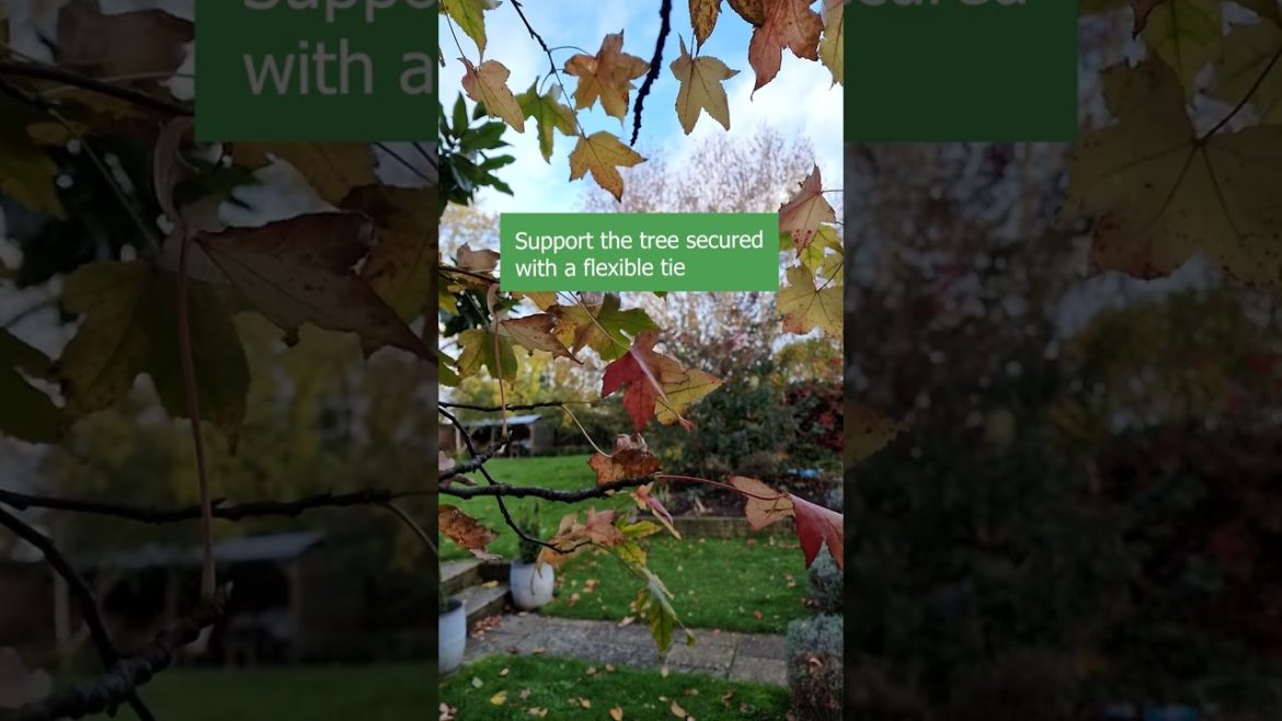 Did you know that most trees are PLANTED WRONG? Did you know that most trees are PLANTED WRONG?