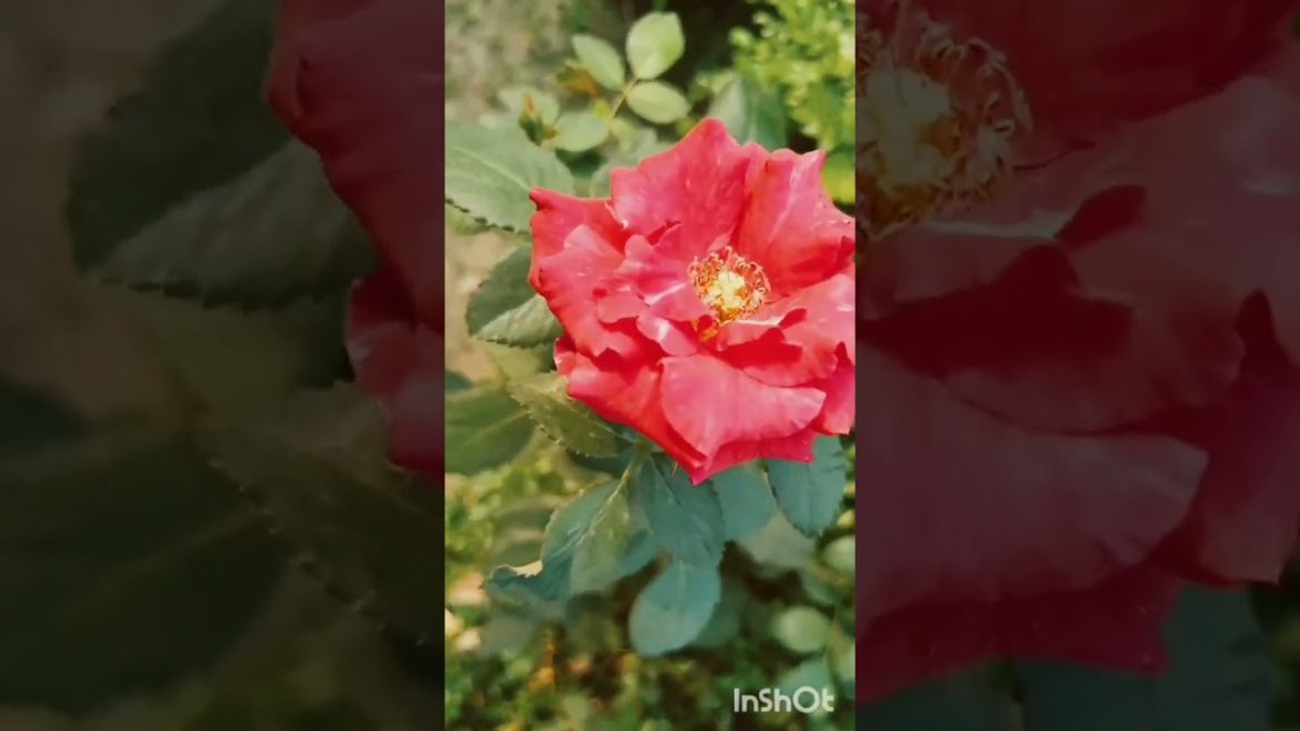 how to choose roses,small garden design,easy gardening,#rose flower.#rose garden.#,roses how to choose roses,small garden design,easy gardening,#rose flower.#rose garden.#,roses