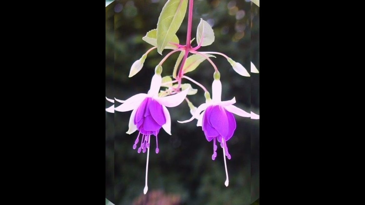purple fuchsia flowers | beautiful flowers