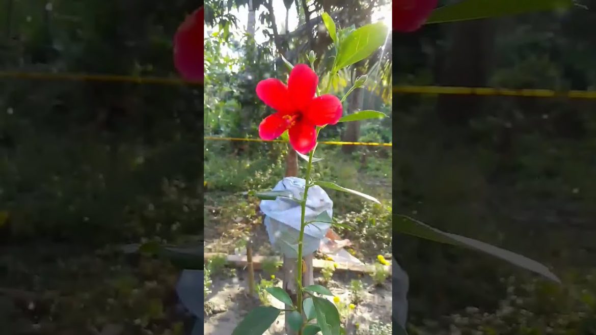 How is my flower πΌππΈ | Nature lover | Beautiful Chinarose flower πΊ @mothernature620 How is my flower πΌππΈ | Nature lover | Beautiful Chinarose flower πΊ @mothernature620