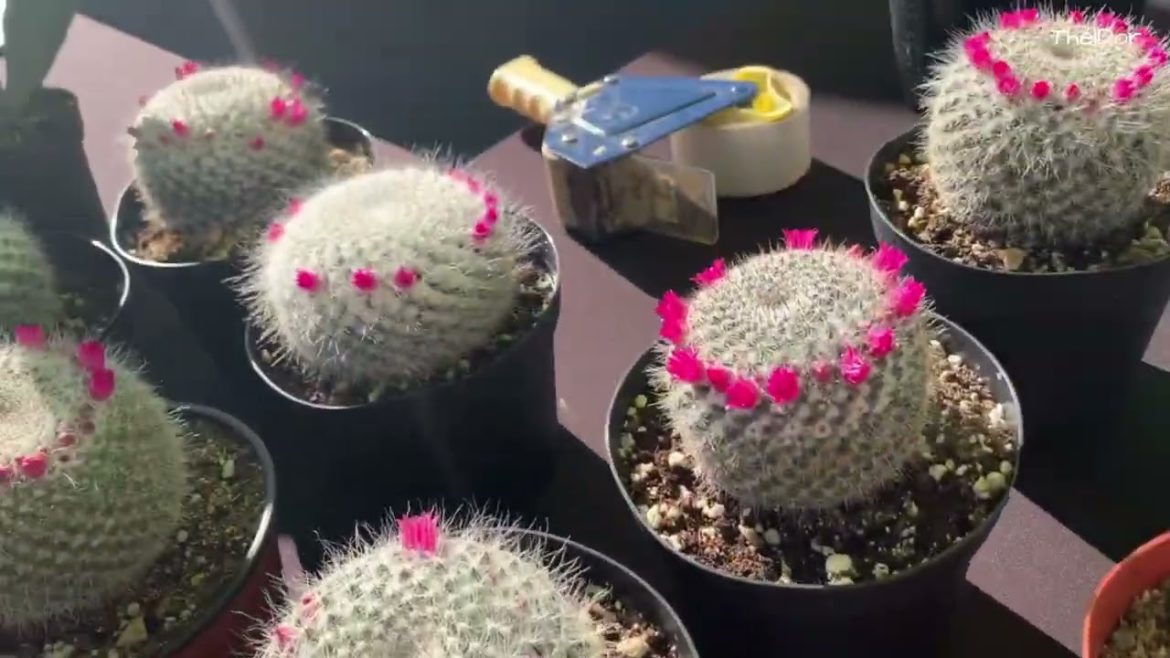 Beautiful Varieties of Cactus for Your Backyard Garden