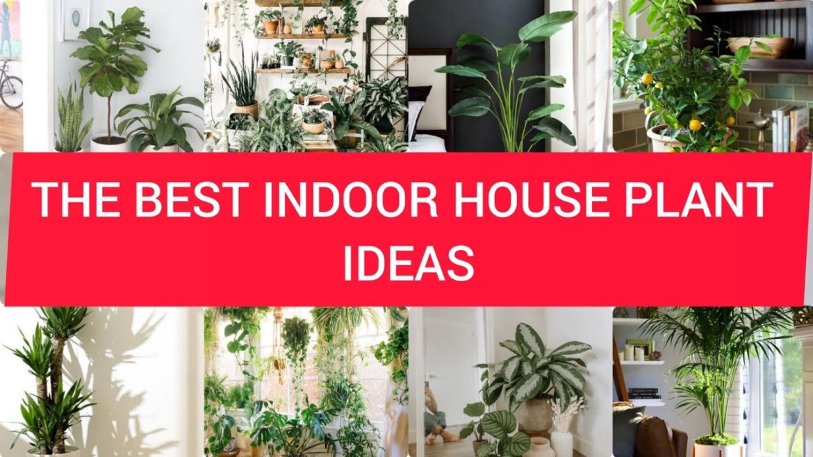 The Best Indoor House Plants Ideas [Montenegro Stone House Renovation Vision Board] l House Plants