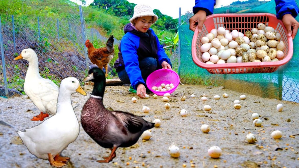 Episode 98 - Harvesting eggs, building a garden to grow clean vegetables