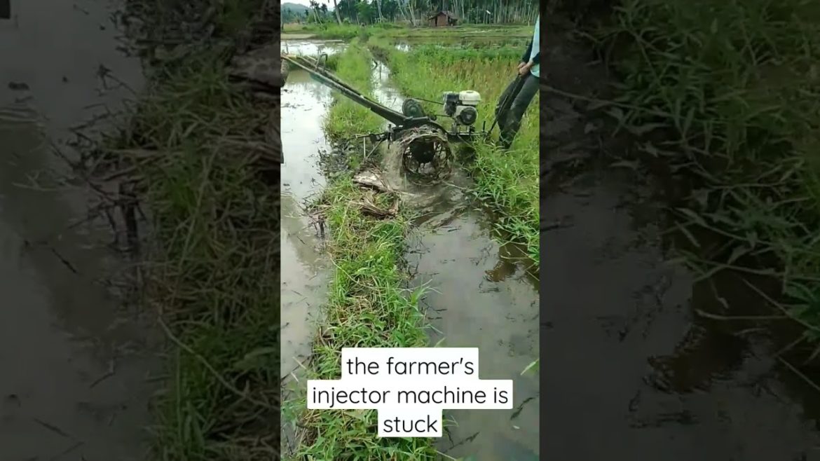 farmer in village#short #shorts #fyp #farmer #fypシ #tiktok