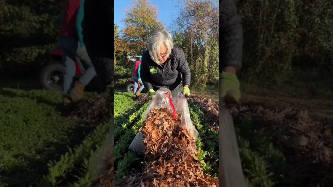 Adding leaves to the pathways Adding leaves to the pathways