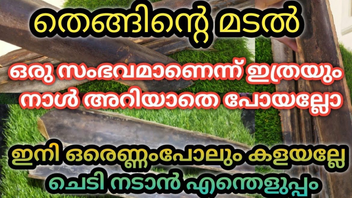 തെങ്ങിന്റെ മടൽ കൊണ്ട് ആരും ചെയ്യാത്ത ഐഡിയ/gardening ideas for home/Best out of waste/gardening/ideas തെങ്ങിന്റെ മടൽ കൊണ്ട് ആരും ചെയ്യാത്ത ഐഡിയ/gardening ideas for home/Best out of waste/gardening/ideas