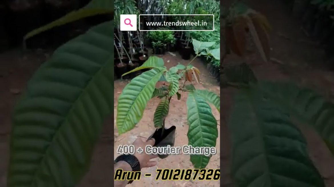 Matoa Fruit Plant Malayalam Trends Wheel