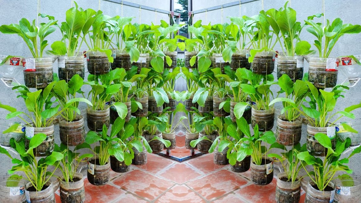 Create your own beautiful vegetable garden with just plastic bottles, protect the environment Create your own beautiful vegetable garden with just plastic bottles, protect the environment