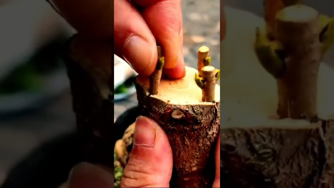 Grafting tips for Osmanthus & outcome #shorts #video #animals #plants #achickcalledalbert Grafting tips for Osmanthus & outcome #shorts #video #animals #plants #achickcalledalbert