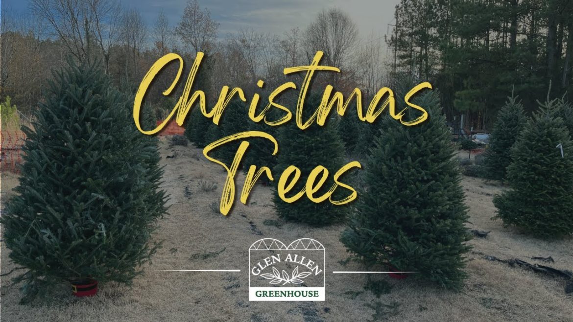 Fresh Cut Frasier First at Glen Allen Greenhouse