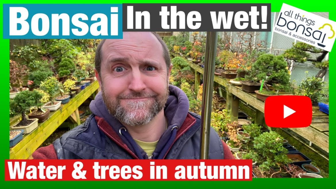 Watering / Overwatering Bonsai Trees in Autumn