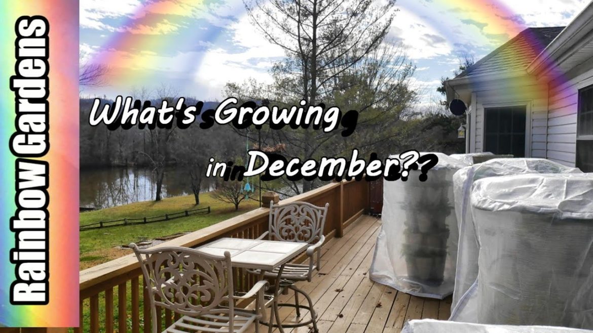What's Growing in December? The Container Garden
