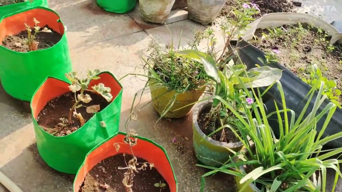 start winter gardening with a few things only | winter season gardening tips | garden me kuch work |