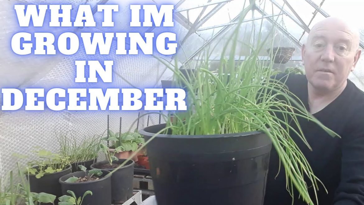 What Im Growing In December [Gardening Allotment UK] [Grow Vegetables At Home ]