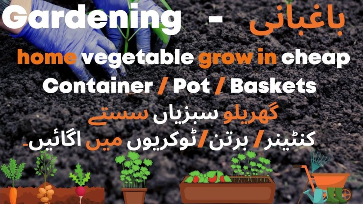 Home Vegetable Grow In Cheap Container/pot/Basket IN Vegetable Grow setup tour I vegetable grow tool Home Vegetable Grow In Cheap Container/pot/Basket IN Vegetable Grow setup tour I vegetable grow tool