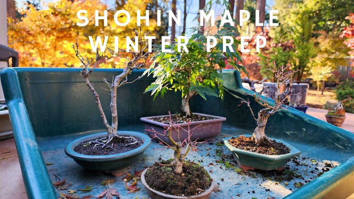 Shohin Japanese Maple – Winter Preparation Shohin Japanese Maple - Winter Preparation