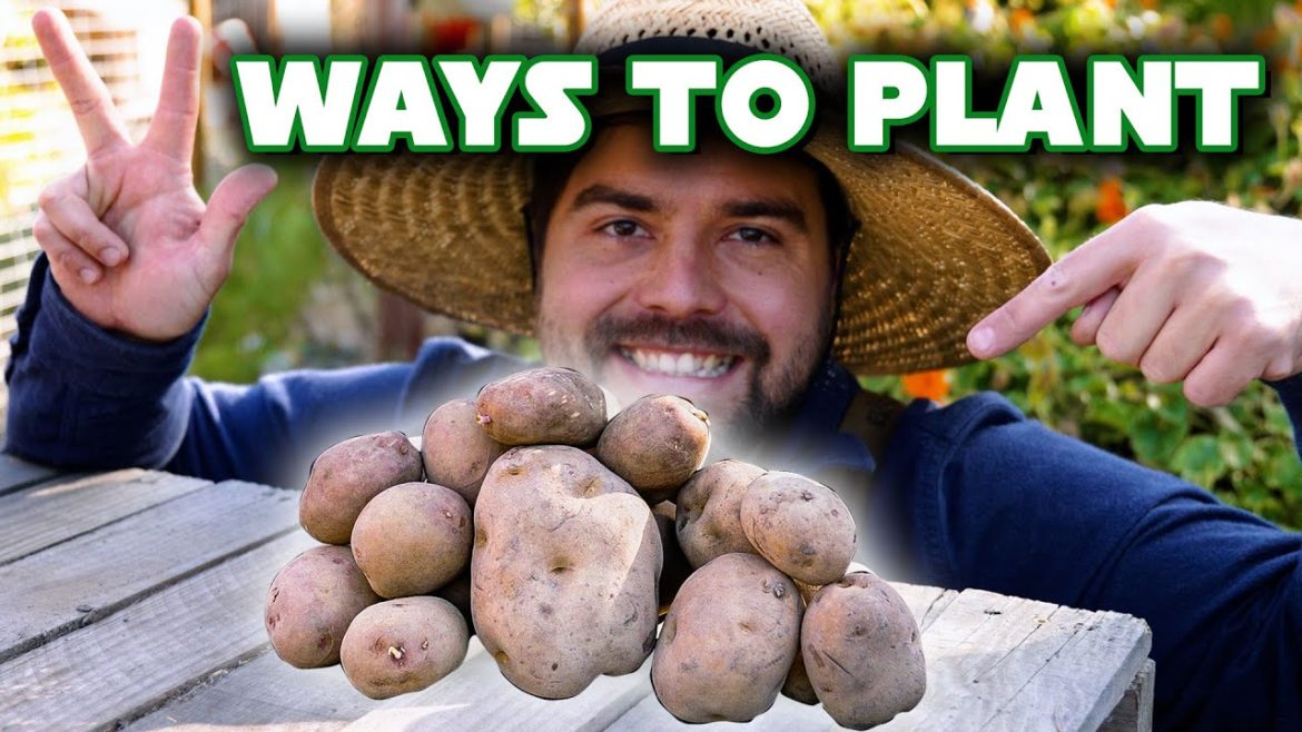 3 Ways I Am Growing Potatoes In My Garden 3 Ways I Am Growing Potatoes In My Garden