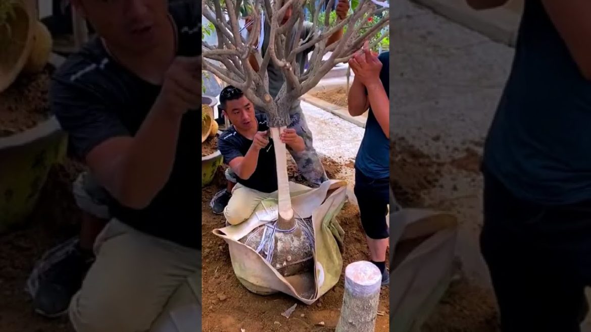 Osmanthus plant grafting tips Osmanthus plant grafting tips